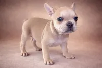 Buscuit, a male French Bulldog for sale in Snohomish, WA – Photo 3 of 7