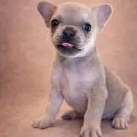 Biscuit, a male French Bulldog for sale in Snohomish, WA – Photo 5 of 7