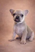 Buscuit, a male French Bulldog for sale in Snohomish, WA – Photo 5 of 7