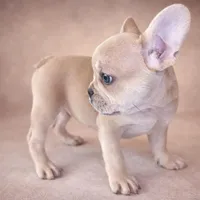 Biscuit, a male French Bulldog for sale in Snohomish, WA – Photo 2 of 7