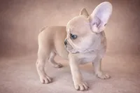 Buscuit, a male French Bulldog for sale in Snohomish, WA – Photo 2 of 7