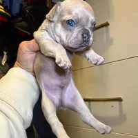 Biscuit, a male French Bulldog for sale in Snohomish, WA – Photo 7 of 7