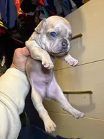 Buscuit, a male French Bulldog for sale in Snohomish, WA – Photo 7 of 7