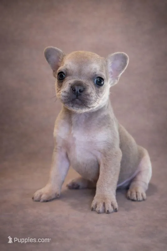 Buscuit, a male French Bulldog for sale in Snohomish, WA – Photo 1 of 7