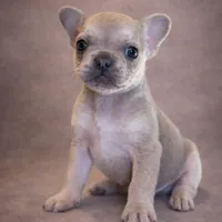 Biscuit, a male French Bulldog for sale in Snohomish, WA – Photo 1 of 7