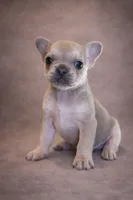 Buscuit, a male French Bulldog for sale in Snohomish, WA – Photo 1 of 7