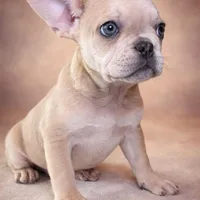 Biscuit, a male French Bulldog for sale in Snohomish, WA – Photo 4 of 7