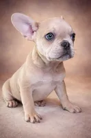 Buscuit, a male French Bulldog for sale in Snohomish, WA – Photo 4 of 7