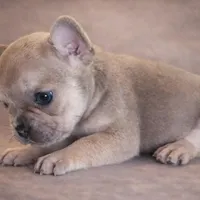 Biscuit, a male French Bulldog for sale in Snohomish, WA – Photo 6 of 7