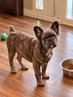 Krackle, a male French Bulldog for sale in Snohomish, WA – 2 of 10