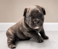 Crunch, a male French Bulldog for sale in Snohomish, WA – 6 of 8