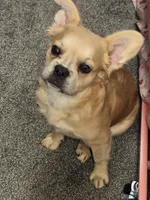 Wolfey, a male French Bulldog for sale in Snohomish, WA – 6 of 9