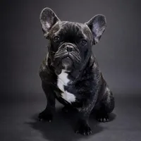 Chonky, a male French Bulldog for sale in Snohomish, WA – Photo 2 of 8