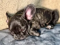 Chonky, a male French Bulldog for sale in Snohomish, WA – Photo 6 of 8