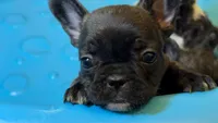 Chonky, a male French Bulldog for sale in Snohomish, WA – Photo 7 of 8