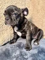 Chonky, a male French Bulldog for sale in Snohomish, WA – Photo 5 of 8