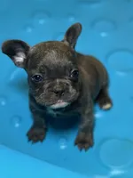 Chonky, a male French Bulldog for sale in Snohomish, WA – Photo 8 of 8