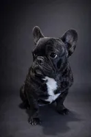 Chonky, a male French Bulldog for sale in Snohomish, WA – Photo 1 of 8