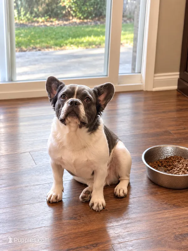 Ashe – French Bulldog puppy for sale in Snohomish, WA