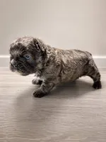 Krackle, a male French Bulldog for sale in Snohomish, WA – 6 of 7
