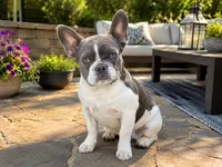 Ashe, a female French Bulldog for sale in Snohomish, WA – 1 of 8