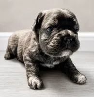 Krackle, a male French Bulldog for sale in Snohomish, WA – 7 of 7