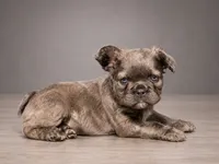 Crunch, a male French Bulldog for sale in Snohomish, WA – 4 of 8
