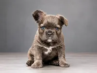 Crunch, a male French Bulldog for sale in Snohomish, WA – 3 of 8