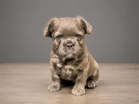 Krackle, a male French Bulldog for sale in Snohomish, WA – 5 of 7