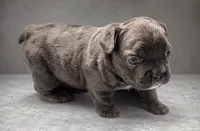 Crunch, a male French Bulldog for sale in Snohomish, WA – 8 of 8