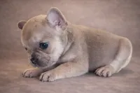 Wolfey, a male French Bulldog for sale in Snohomish, WA – 8 of 9