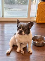 Ashe, a female French Bulldog for sale in Snohomish, WA – 2 of 10