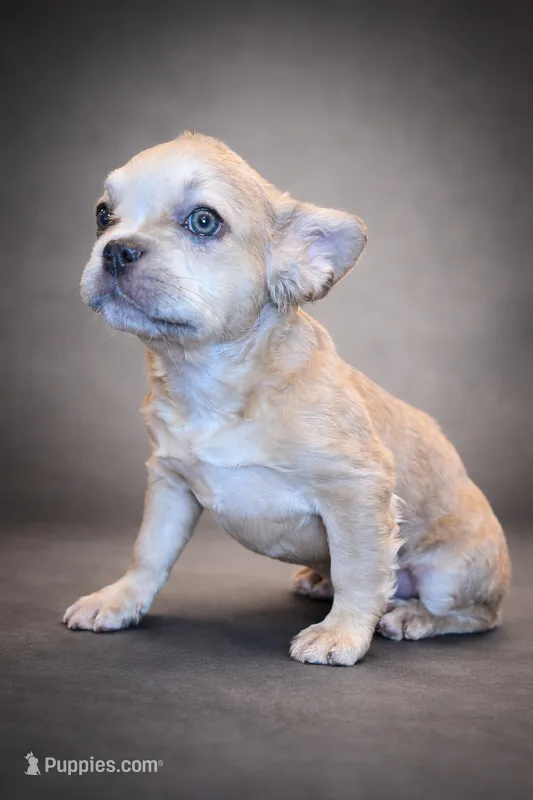Wolfey – French Bulldog puppy for sale in Snohomish, WA