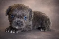 Mochie, a female French Bulldog for sale in Snohomish, WA – Photo 4 of 6