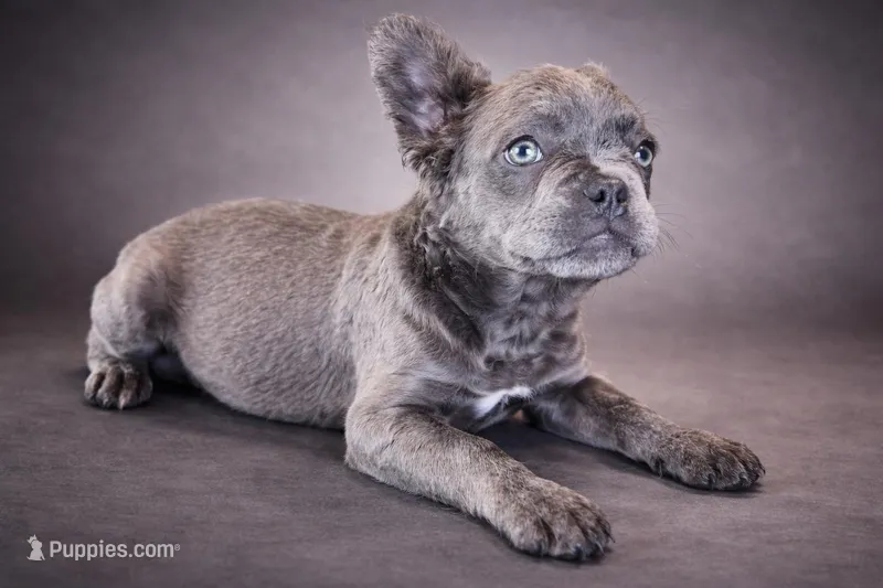 Mochie – French Bulldog puppy for sale in Snohomish, WA