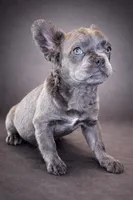 Mochie, a female French Bulldog for sale in Snohomish, WA – Photo 2 of 6