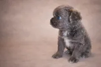 Mochie, a female French Bulldog for sale in Snohomish, WA – Photo 6 of 6