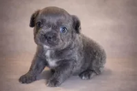 Mochie, a female French Bulldog for sale in Snohomish, WA – Photo 5 of 6