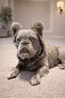 Shim, a male French Bulldog for sale in Snohomish, WA – Photo 1 of 6