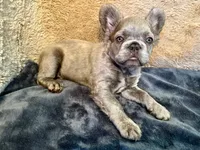 Shim, a male French Bulldog for sale in Snohomish, WA – Photo 4 of 6