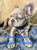 Shim, a male French Bulldog for sale in Snohomish, WA – Photo 5 of 6