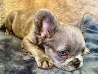 Shim, a male French Bulldog for sale in Snohomish, WA – Photo 3 of 6