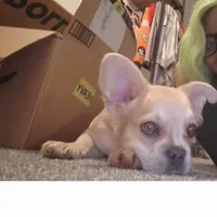 Wolfey, a male French Bulldog for sale in Snohomish, WA – 5 of 9