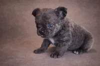 Fozzie, a male French Bulldog for sale in Snohomish, WA – Photo 4 of 6