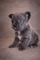 Fozzie, a male French Bulldog for sale in Snohomish, WA – Photo 5 of 6