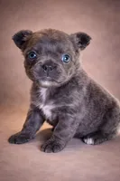 Fozzie, a male French Bulldog for sale in Snohomish, WA – Photo 6 of 6