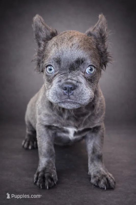 Fozzie – French Bulldog puppy for sale in Snohomish, WA