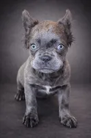 Fozzie, a male French Bulldog for sale in Snohomish, WA – Photo 1 of 6