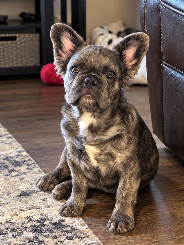 Krackle – French Bulldog puppy for sale in Snohomish, WA
