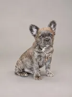 Krackle, a male French Bulldog for sale in Snohomish, WA – 2 of 7